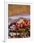 Sally Lightfoot Crabs, Puerto Egas, Galapagos Islands National Park, Ecuador-Stuart Westmoreland-Framed Photographic Print