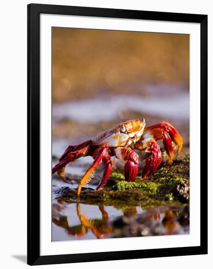 Sally Lightfoot Crabs, Puerto Egas, Galapagos Islands National Park, Ecuador-Stuart Westmoreland-Framed Photographic Print