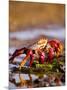 Sally Lightfoot Crabs, Puerto Egas, Galapagos Islands National Park, Ecuador-Stuart Westmoreland-Mounted Photographic Print