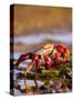 Sally Lightfoot Crabs, Puerto Egas, Galapagos Islands National Park, Ecuador-Stuart Westmoreland-Stretched Canvas