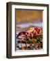 Sally Lightfoot Crabs, Puerto Egas, Galapagos Islands National Park, Ecuador-Stuart Westmoreland-Framed Premium Photographic Print