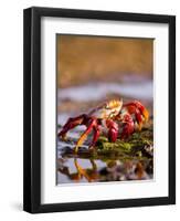 Sally Lightfoot Crabs, Puerto Egas, Galapagos Islands National Park, Ecuador-Stuart Westmoreland-Framed Premium Photographic Print