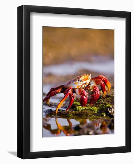 Sally Lightfoot Crabs, Puerto Egas, Galapagos Islands National Park, Ecuador-Stuart Westmoreland-Framed Premium Photographic Print