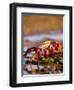 Sally Lightfoot Crabs, Puerto Egas, Galapagos Islands National Park, Ecuador-Stuart Westmoreland-Framed Premium Photographic Print