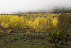 FALL & FOG-SALLY LINDEN-Photographic Print