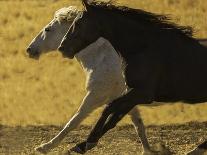 Horses I-Sally Linden-Photo