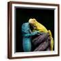 Brown Frame