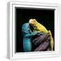 White Frame