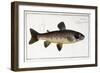 Salmo Fario-null-Framed Giclee Print