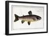 Salmo Fario-null-Framed Giclee Print