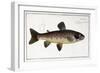 Salmo Fario-null-Framed Giclee Print