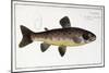 Salmo Fario-null-Mounted Giclee Print