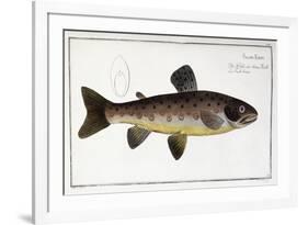 Salmo Fario-null-Framed Giclee Print