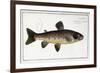 Salmo Fario-null-Framed Giclee Print