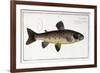 Salmo Fario-null-Framed Giclee Print