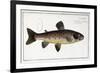 Salmo Fario-null-Framed Giclee Print