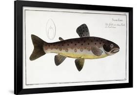 Salmo Fario-null-Framed Giclee Print