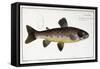 Salmo Fario-null-Framed Stretched Canvas