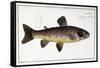 Salmo Fario-null-Framed Stretched Canvas