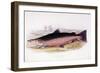 Salmo Salar-null-Framed Giclee Print