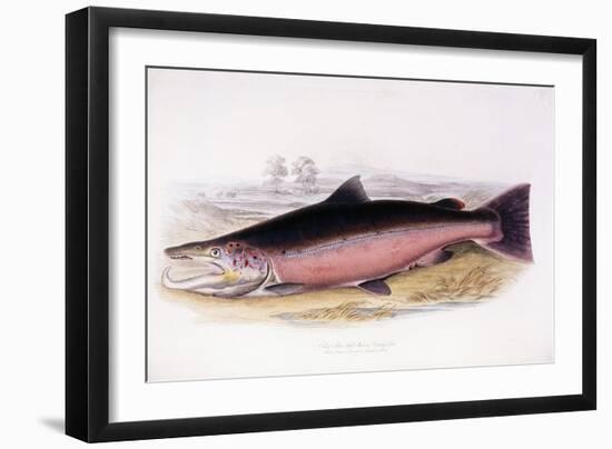 Salmo Salar-null-Framed Giclee Print