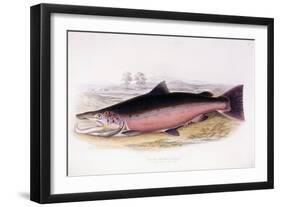 Salmo Salar-null-Framed Giclee Print