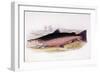 Salmo Salar-null-Framed Giclee Print