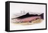 Salmo Salar-null-Framed Stretched Canvas