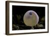 Salmo Trutta Fario (Brown Trout) - Egg before Hatching-Paul Starosta-Framed Photographic Print