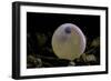 Salmo Trutta Fario (Brown Trout) - Egg before Hatching-Paul Starosta-Framed Photographic Print