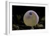 Salmo Trutta Fario (Brown Trout) - Egg before Hatching-Paul Starosta-Framed Photographic Print