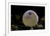 Salmo Trutta Fario (Brown Trout) - Egg before Hatching-Paul Starosta-Framed Photographic Print