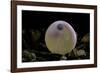 Salmo Trutta Fario (Brown Trout) - Egg before Hatching-Paul Starosta-Framed Photographic Print