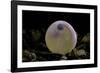 Salmo Trutta Fario (Brown Trout) - Egg before Hatching-Paul Starosta-Framed Photographic Print