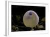 Salmo Trutta Fario (Brown Trout) - Egg before Hatching-Paul Starosta-Framed Photographic Print