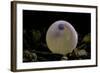 Salmo Trutta Fario (Brown Trout) - Egg before Hatching-Paul Starosta-Framed Photographic Print