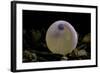 Salmo Trutta Fario (Brown Trout) - Egg before Hatching-Paul Starosta-Framed Photographic Print