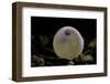 Salmo Trutta Fario (Brown Trout) - Egg before Hatching-Paul Starosta-Framed Photographic Print