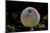 Salmo Trutta Fario (Brown Trout) - Egg before Hatching-Paul Starosta-Mounted Photographic Print