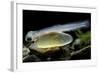 Salmo Trutta Fario (Brown Trout) - Newly Hatched Alevin with its Yolk Sac-Paul Starosta-Framed Photographic Print