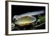 Salmo Trutta Fario (Brown Trout) - Newly Hatched Alevin with its Yolk Sac-Paul Starosta-Framed Photographic Print