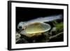 Salmo Trutta Fario (Brown Trout) - Newly Hatched Alevin with its Yolk Sac-Paul Starosta-Framed Photographic Print