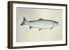 Salmon, 2013,-Ele Grafton-Framed Giclee Print