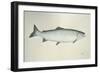 Salmon, 2013,-Ele Grafton-Framed Giclee Print