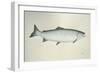 Salmon, 2013,-Ele Grafton-Framed Giclee Print