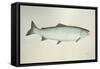 Salmon, 2013,-Ele Grafton-Framed Stretched Canvas