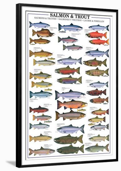 Salmon and Trout-null-Framed Premium Giclee Print