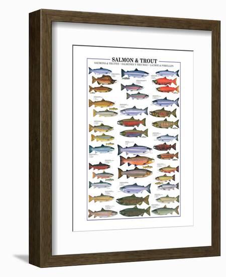 Salmon and Trout-null-Framed Art Print
