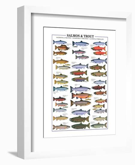 Salmon and Trout-null-Framed Art Print