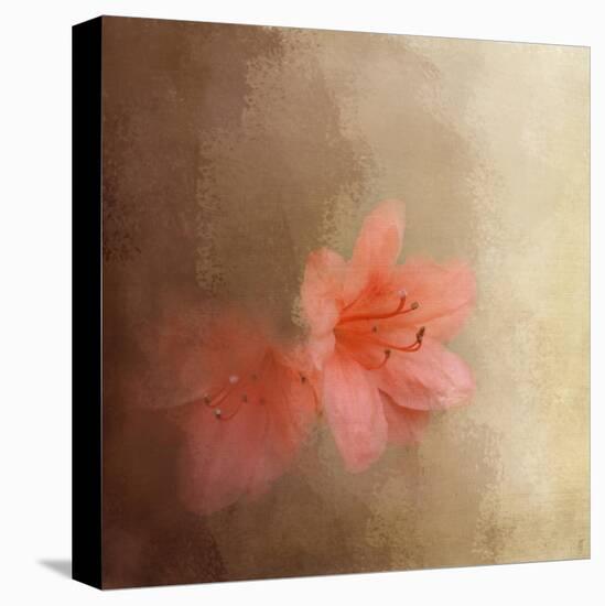 Salmon Azaleas-Jai Johnson-Stretched Canvas